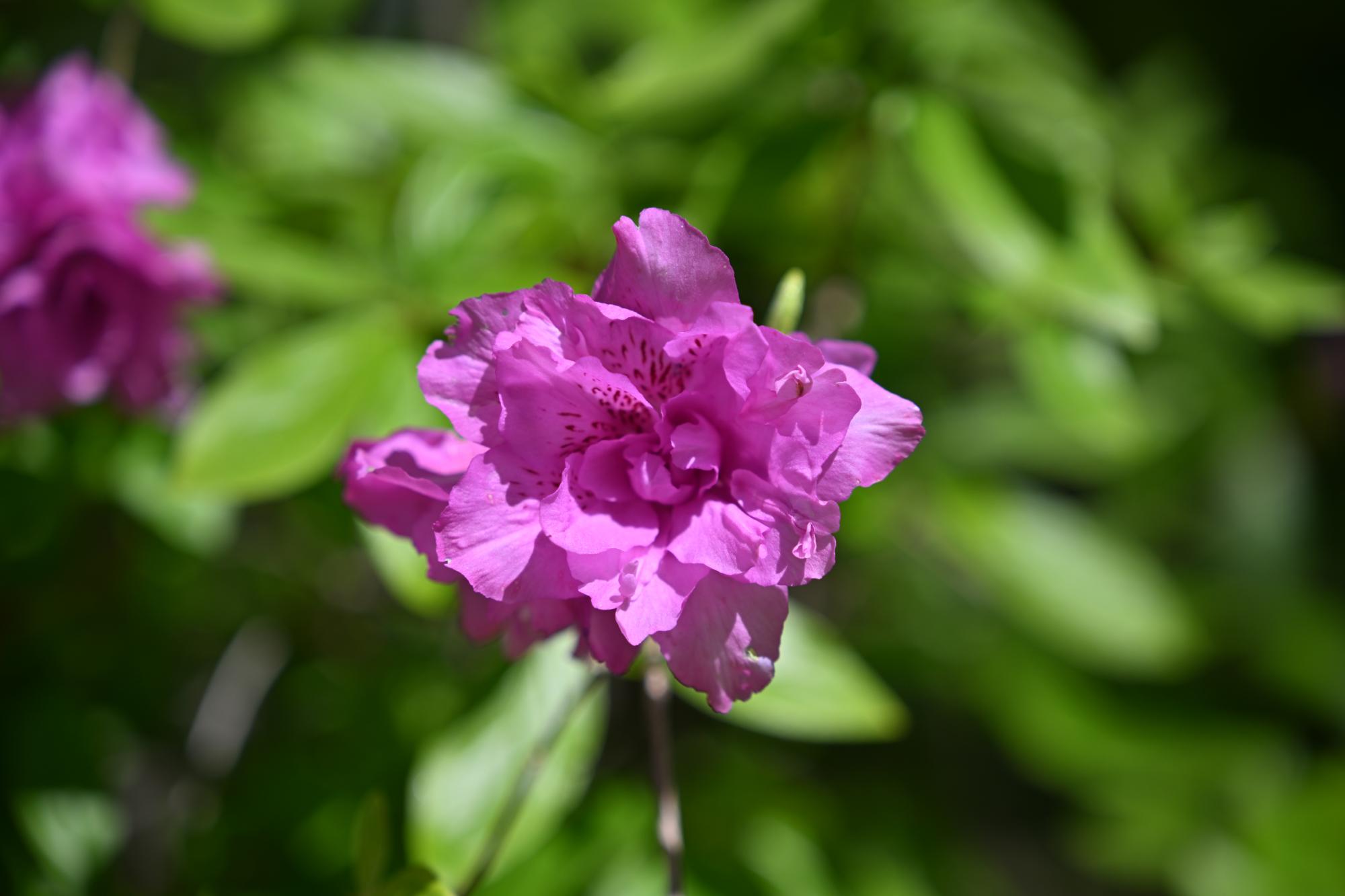 DSC_1062.JPG