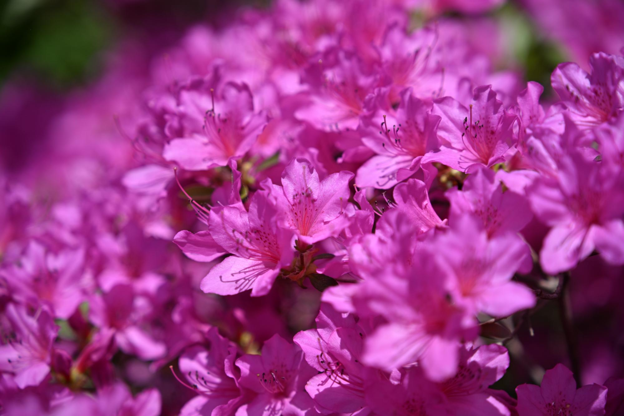 DSC_1056.JPG