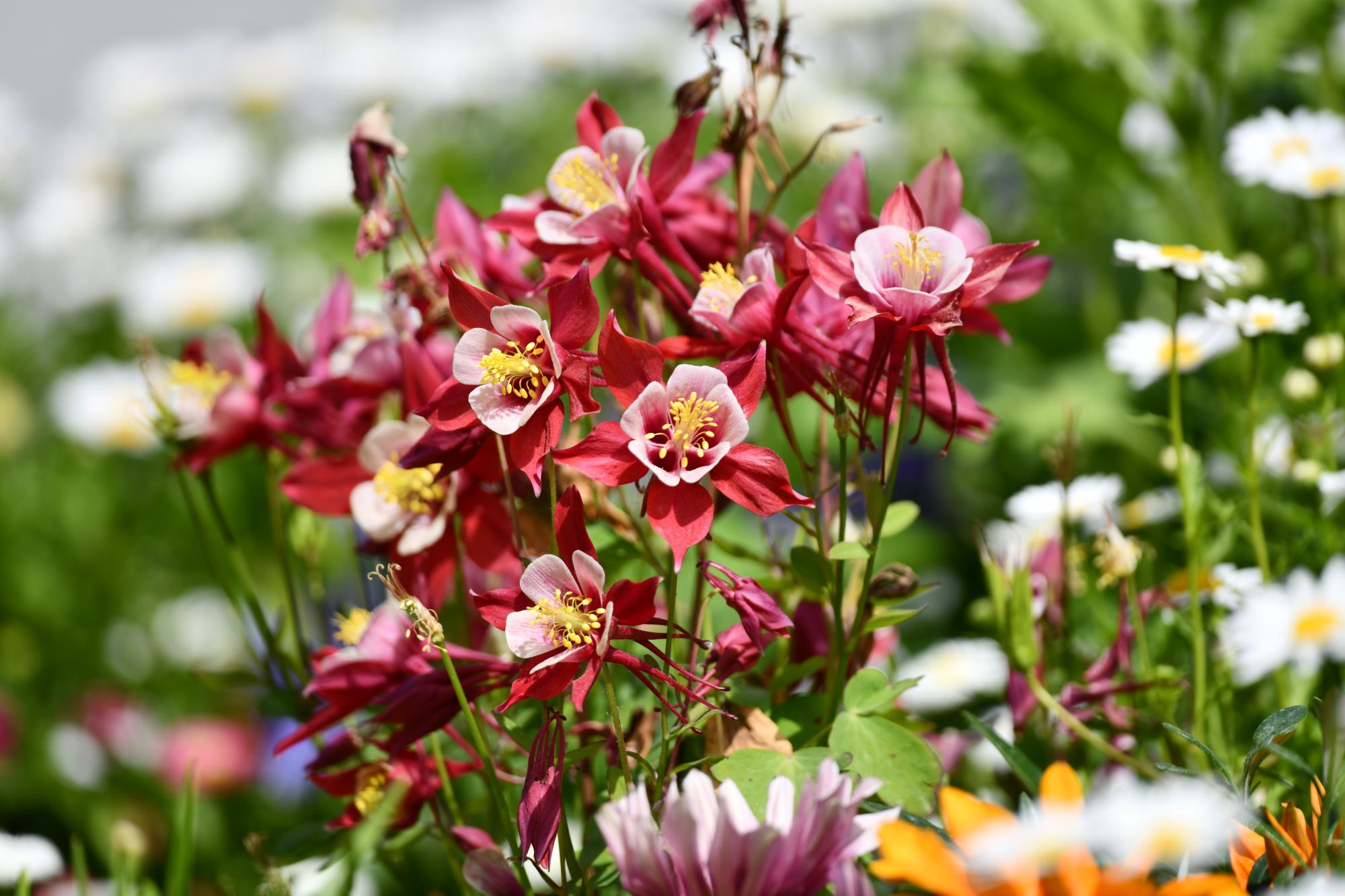 DSC_3944.JPG