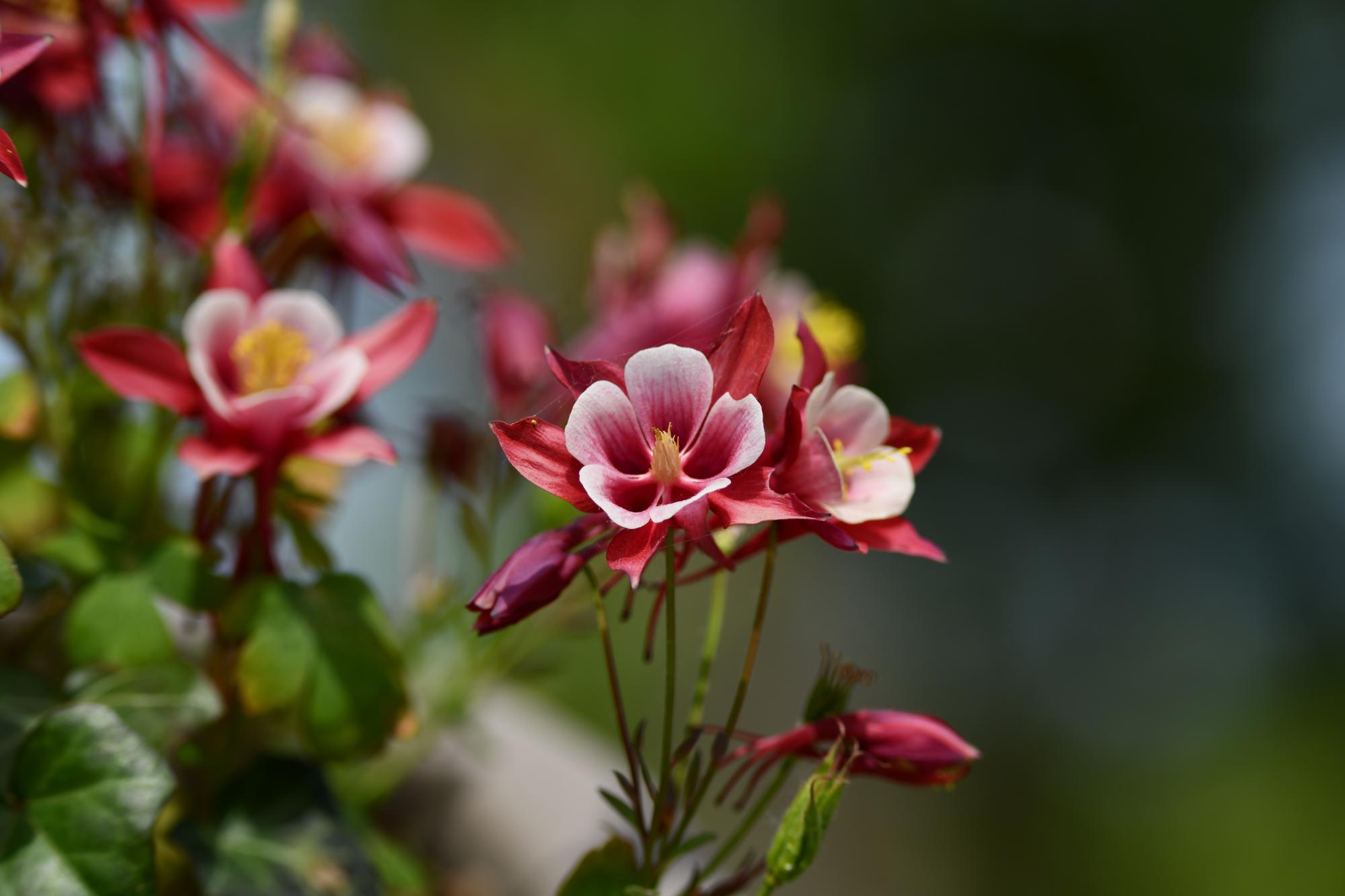 DSC_4019.JPG