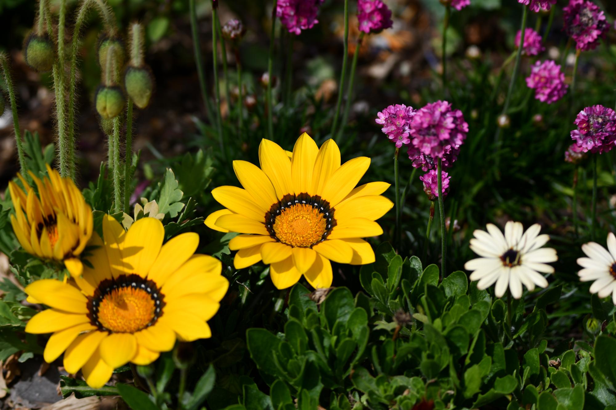 DSC_3947.JPG