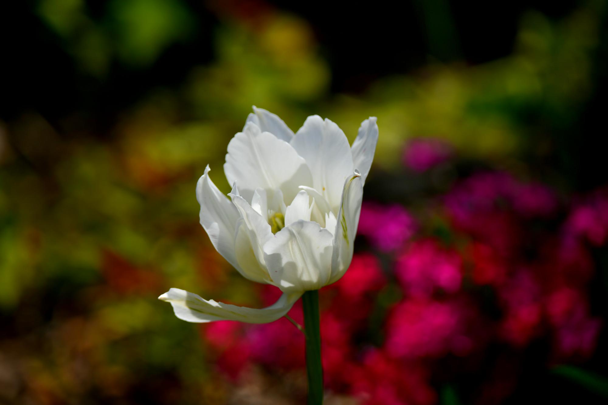 DSC_3930.JPG