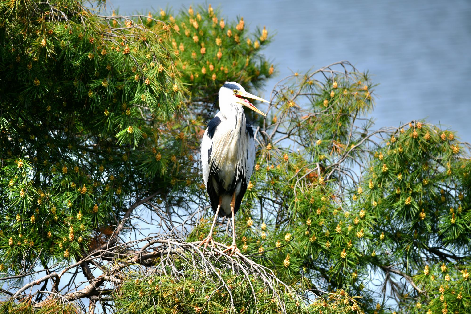 DSC_3935.JPG