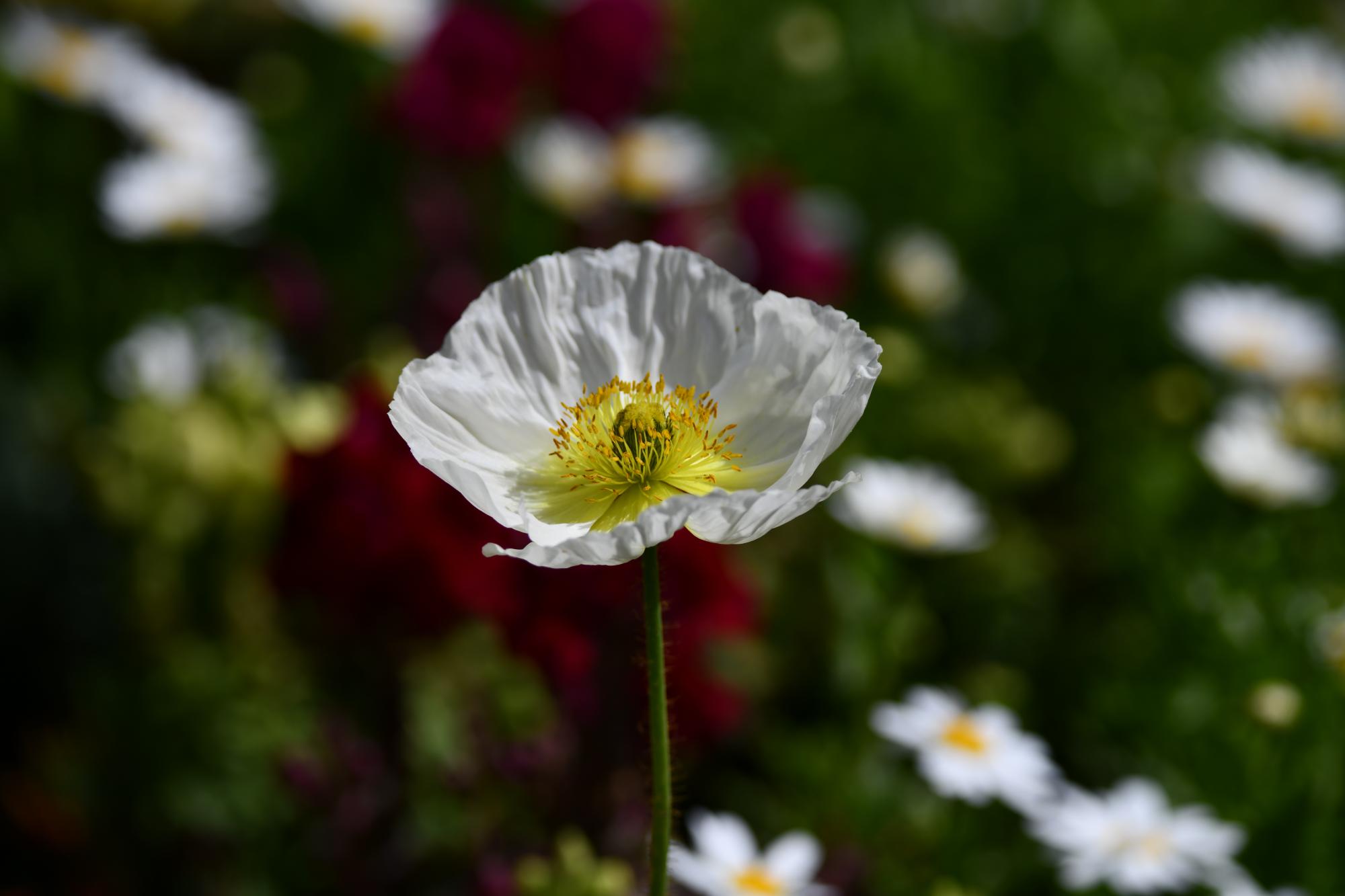 DSC_3975.JPG