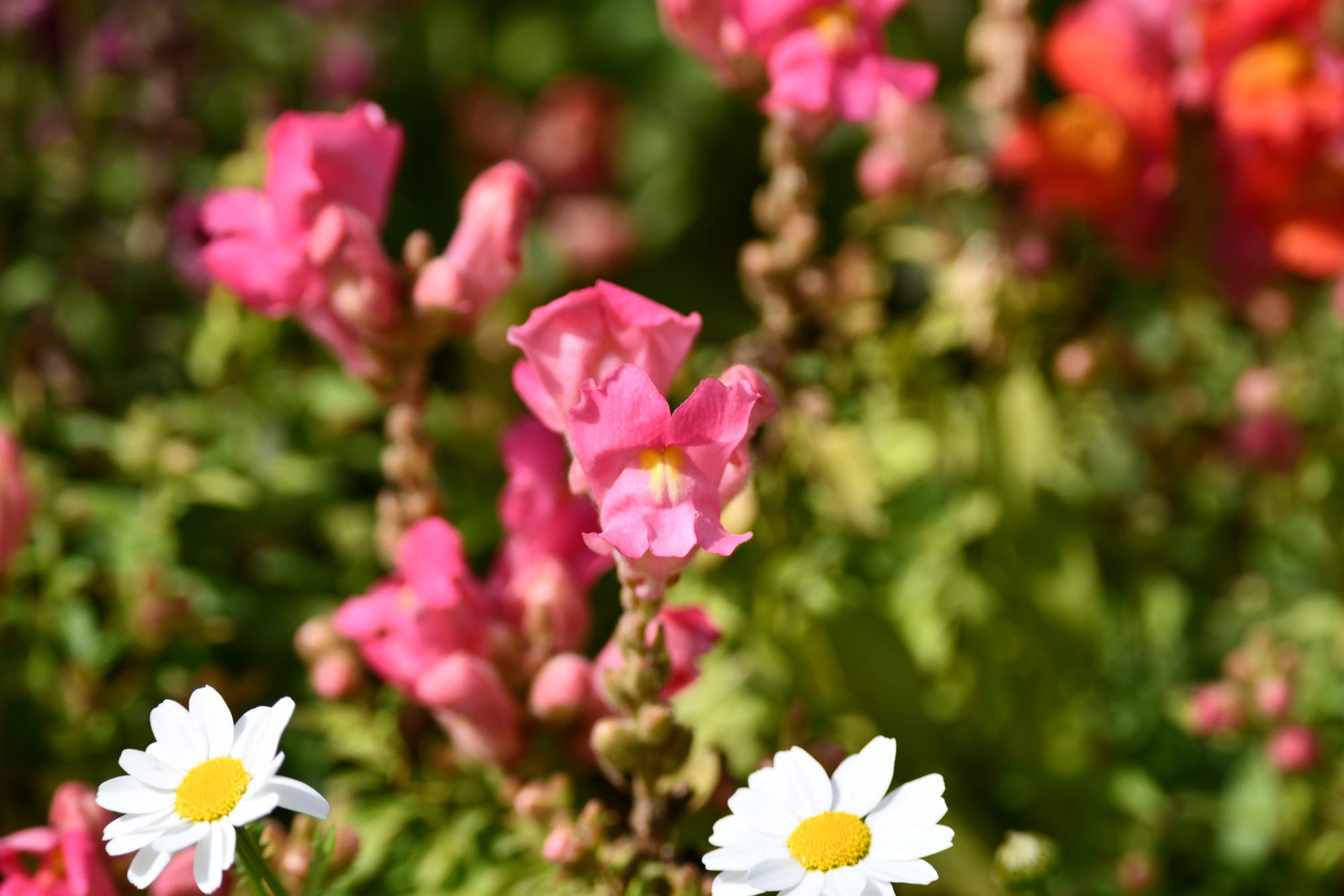 DSC_3976.JPG