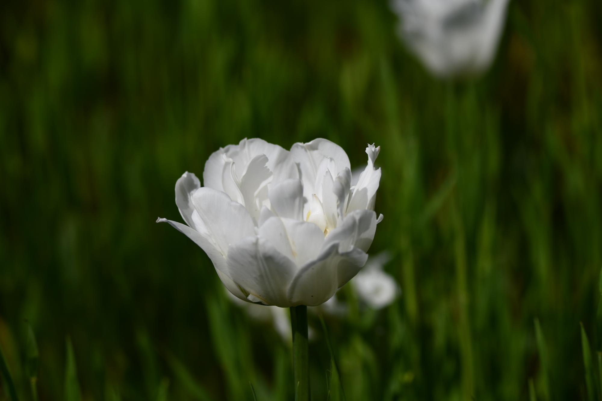 DSC_3981.JPG