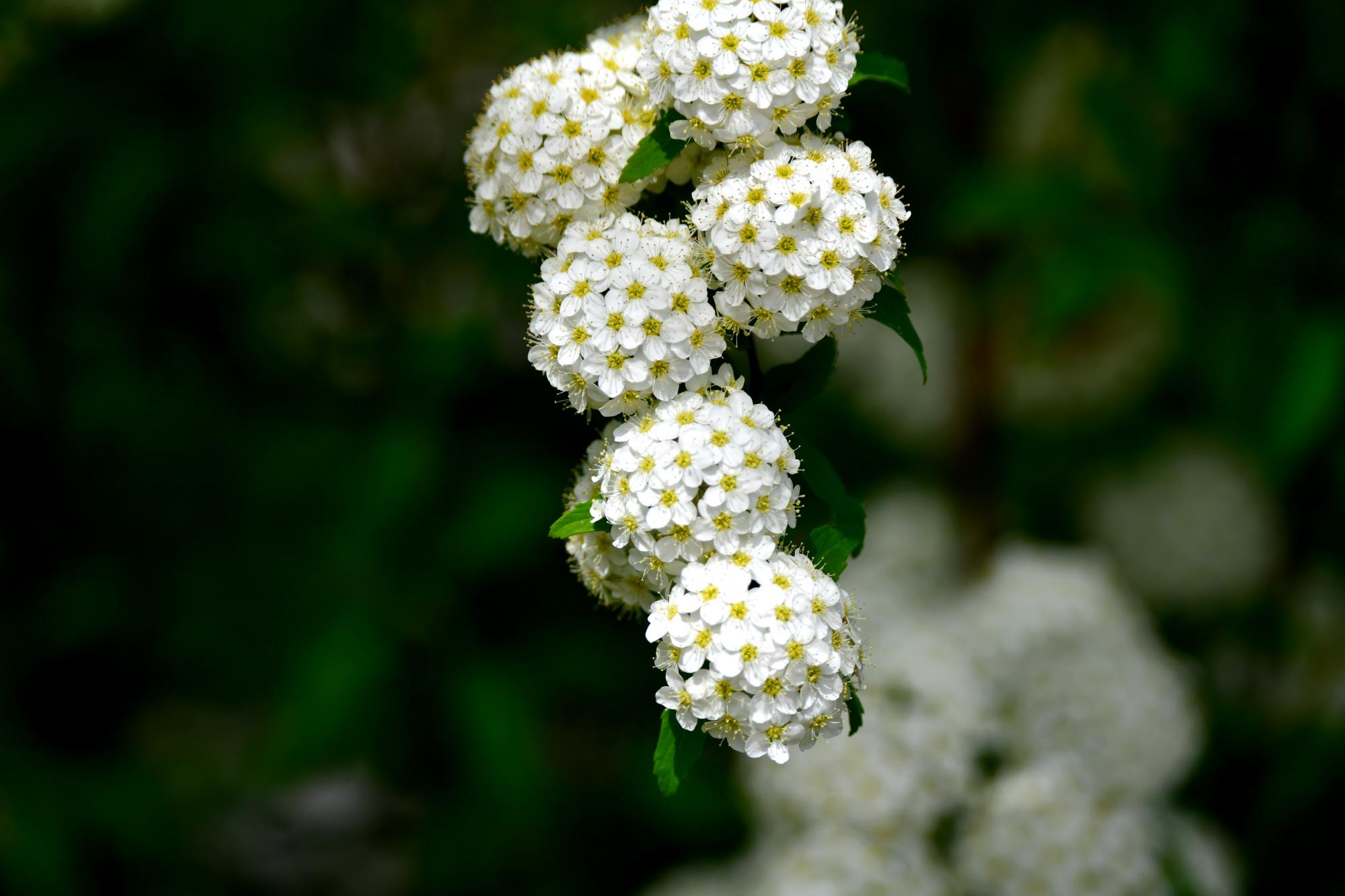 DSC_3918(1).jpg
