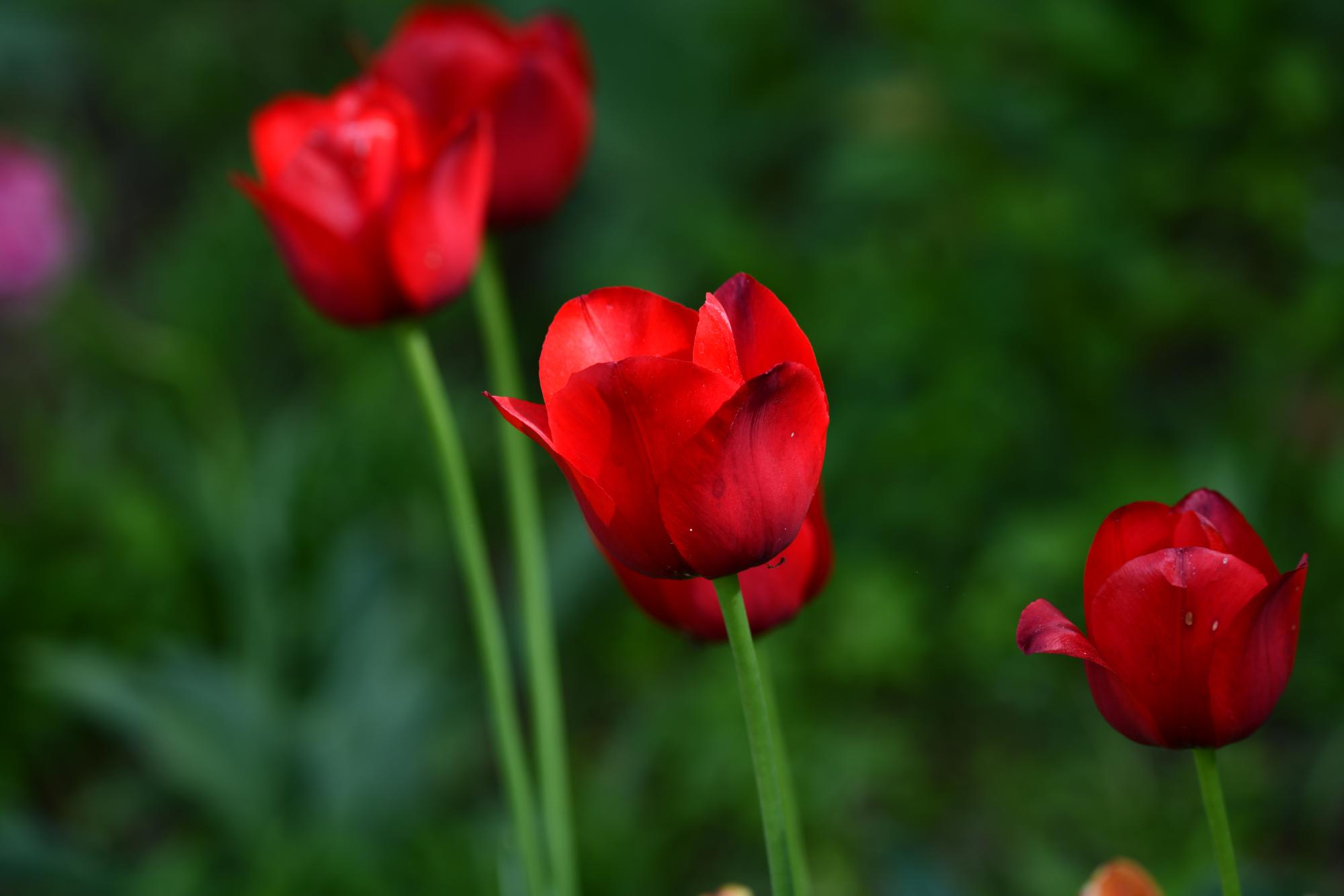 DSC_4015.JPG