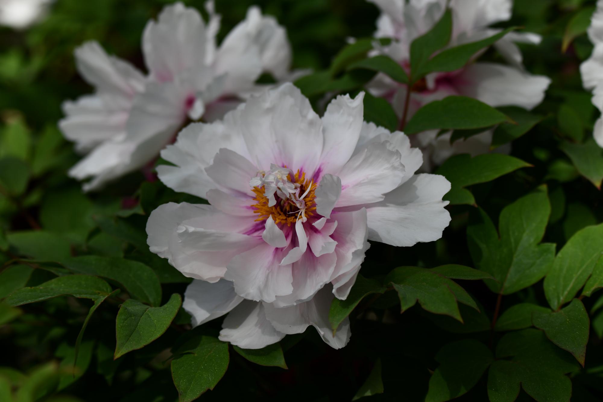 DSC_3962.JPG
