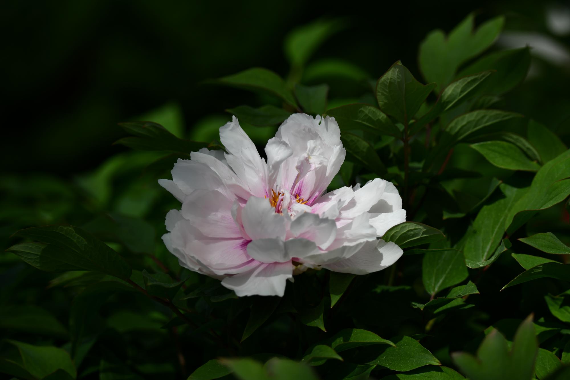 DSC_3956.JPG